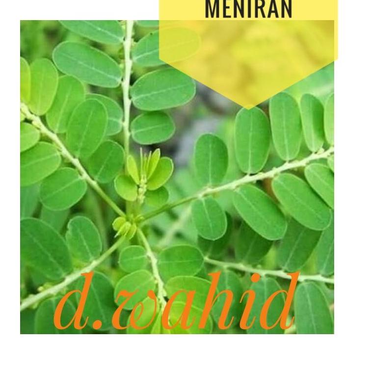 

R28 Daun meniran segar RESTOCK .,.