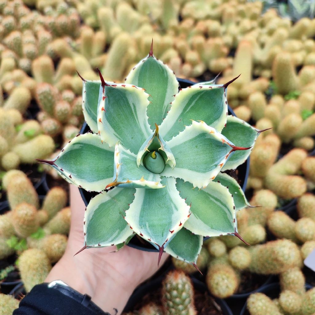 Agave Potatorum | D 10 Cm | Kaktus