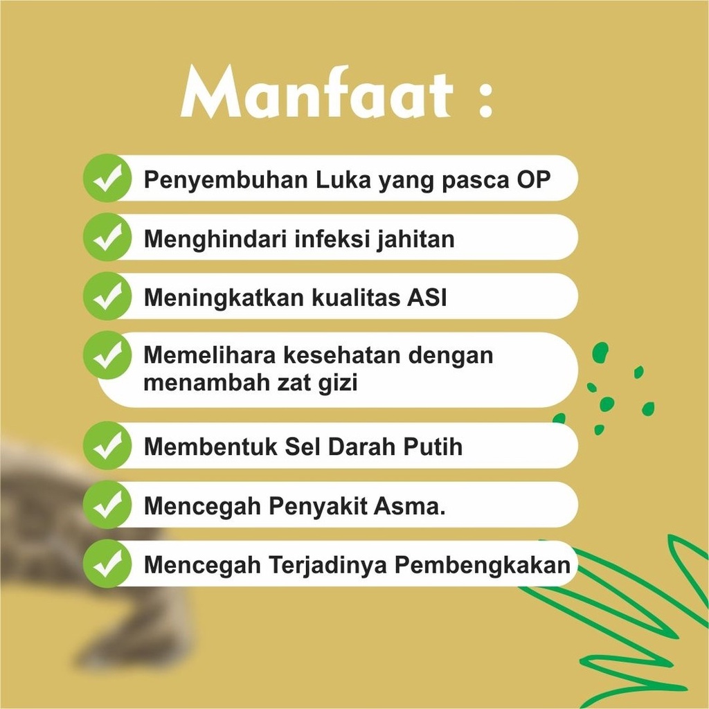 Kapsul Ekstrak Sari Ikan Kutuk Gabus Albumin Untuk Obat Penyembuh Pengering Luka Bakar Diabetes Jahitan Sunat Pasca Melahirkan Operasi Cesar Caesar