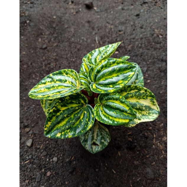 Peperomia Watermelon Variegata