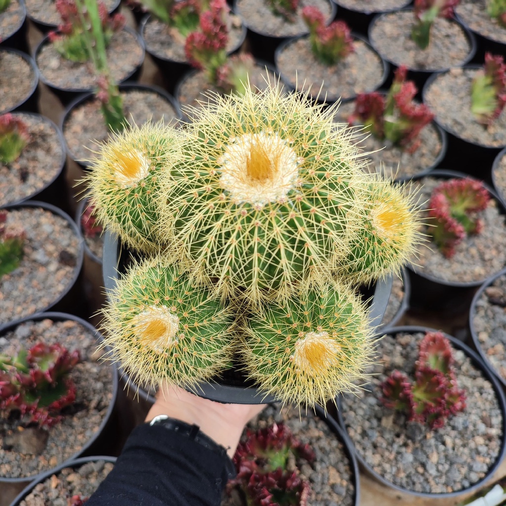 Notocactus Leninghausi Cluster Ownroot | D 12cm | Kaktus