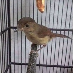 Flamboyan Jantan Mulus Rajin Bunyi