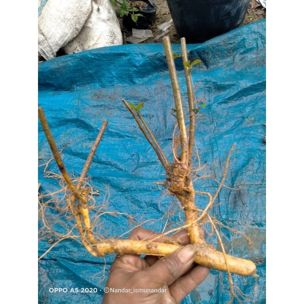 dongkelan bonsai serut Raff small 15k