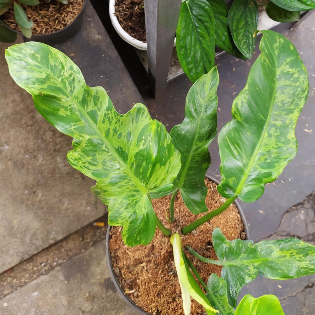 Philodendron Dragon Varigata / Philo Dragon Golden Varigata