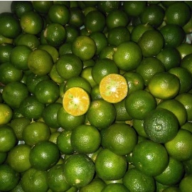

Jeruk songkit kalamansi / buah jeruk segar / jeruk kalamansi