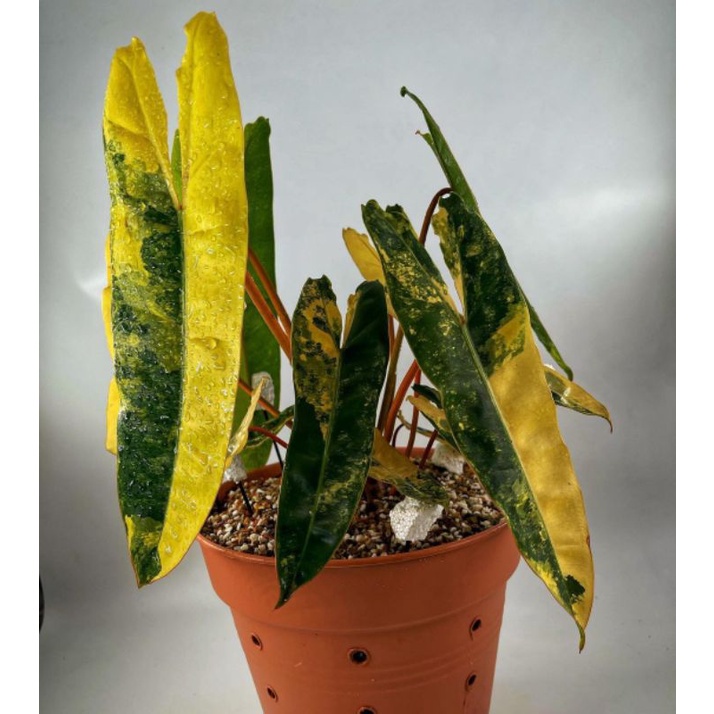 BIBIT promo bibit bonggol philodendron billietiae varigata/kabel busi varigata