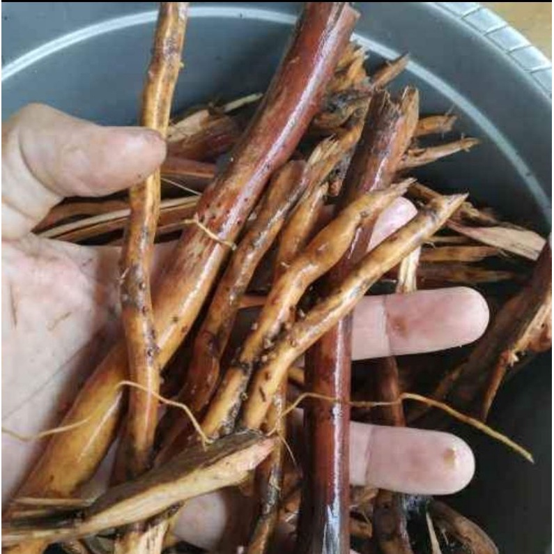 

Akar pohon pinang obat herbal jamu kuat terpercaya 250 gram