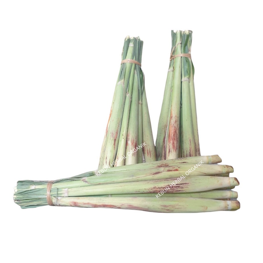 

Sayuran Segar Turubuk Terubuk Telur Tebu Isi 10 Buah