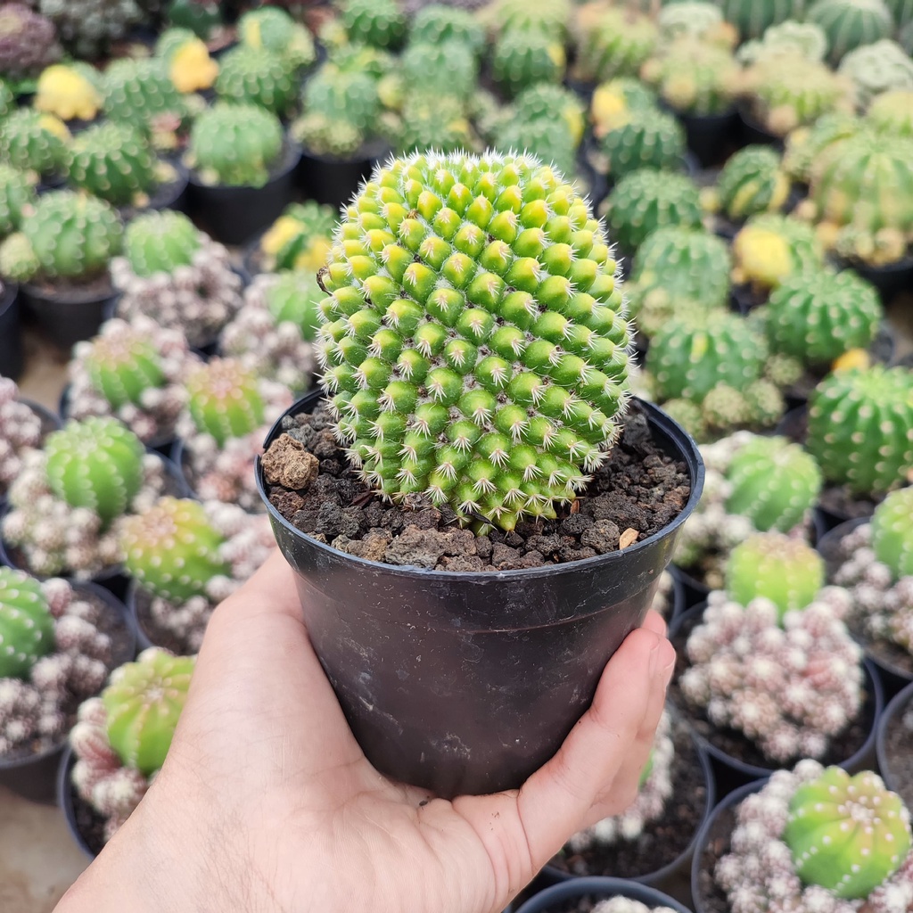 Mammillaria Pagasgina Variegated | D 10 Cm | Kaktus
