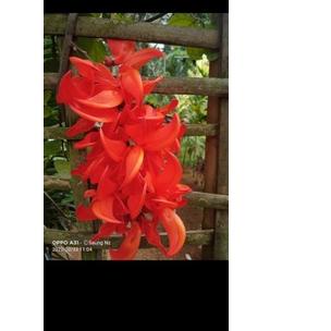 ✯ Flame Of Irian & Bibit Tanaman Flame of Irian ♙