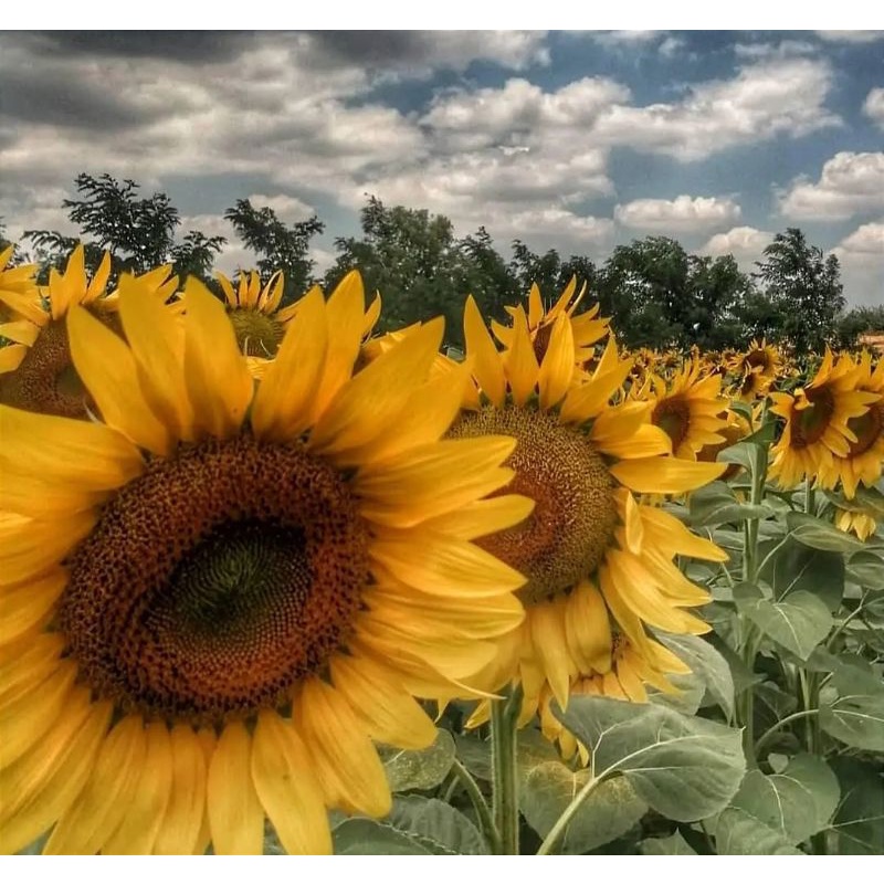 tanaman bunga matahari besar/bibit bunga matahari kuning