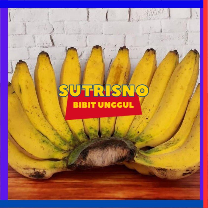 Bibit Pisang Raja Bulu