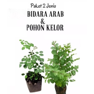Paket Murah 2 tanaman Pohon Bidara arab dan pohon kelor - tanaman hidup - Promo 2 Tanaman Bidara dan