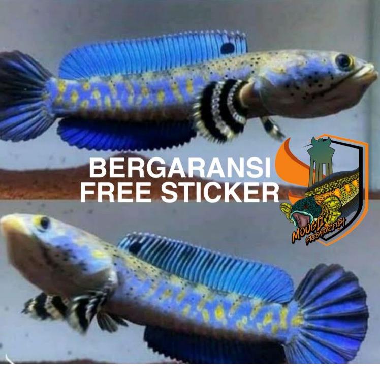 ⚡COD⚡ blue pulcra TOP GRADE 12-15cm SINGEL TANK FLARING