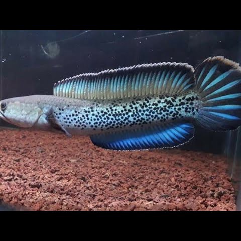 NEW Stewarti 5-6cm Termurah || Stewarti karbianglong 5-6 || baby stewarti