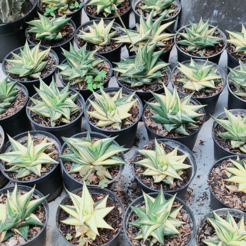 Haworthia limifolia variegataa