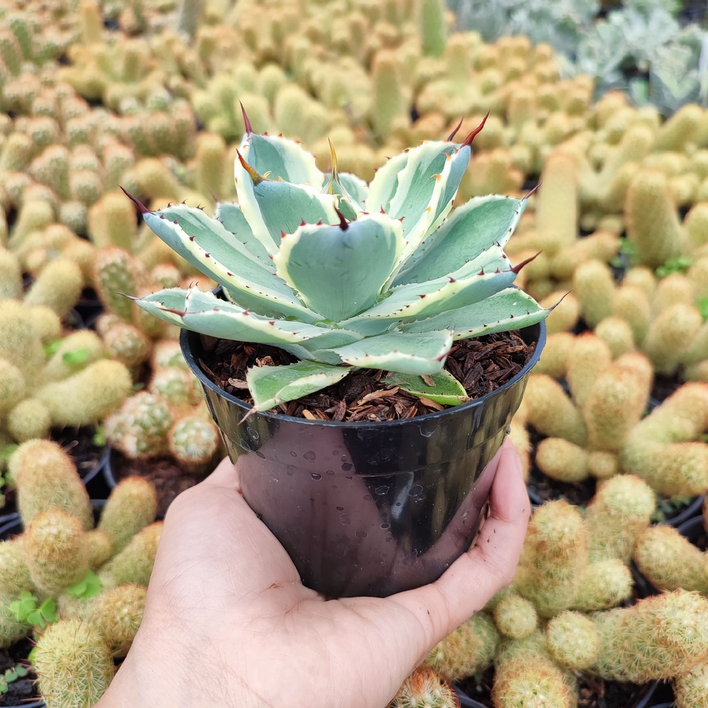 Agave Potatorum | D 10 Cm | Kaktus