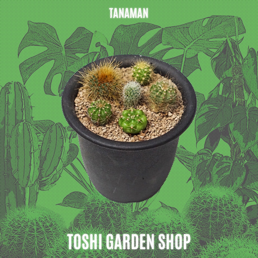 BIBIT KAKTUS/ANAKAN KAKTUS/POTELAN KAKTUS (TANAMAN)