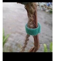pengikat tanaman velcro