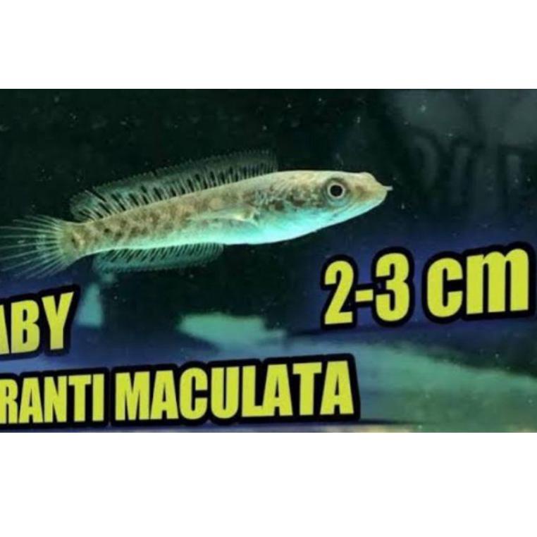 ゾ chana baby auranti 4-6cm ㅑ