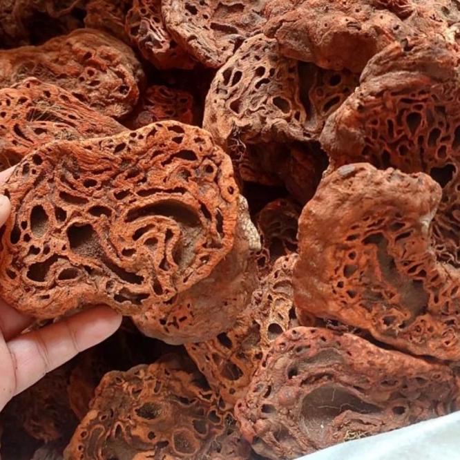 

♜ Sarang Semut Papua Asli 500gr ➱
