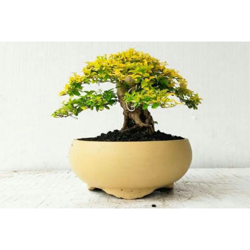 tanaman bonsai golden ligustrum/kututan kuning - TitipBibit