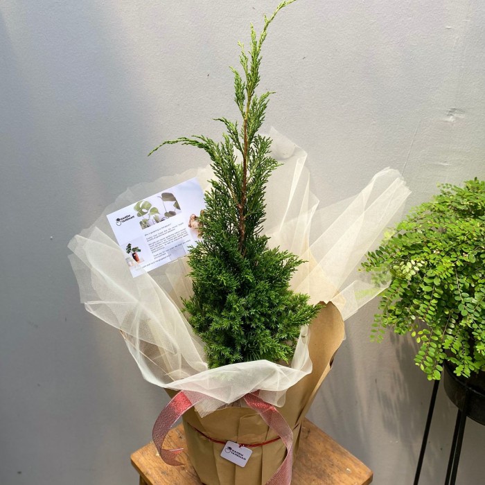 

(COD) Paket Hampers Cemara Lilin