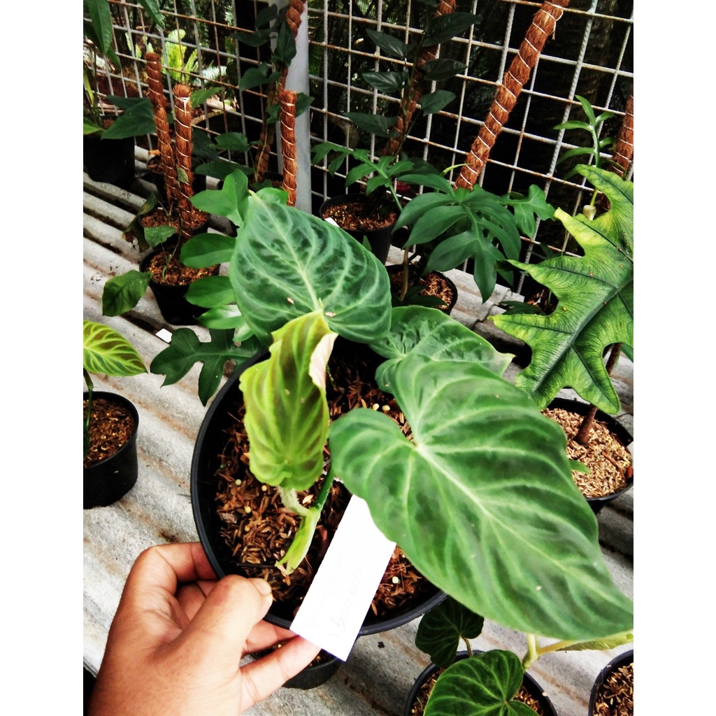 Tanaman Hias Philodendron Verucosum / Philo Verucosum