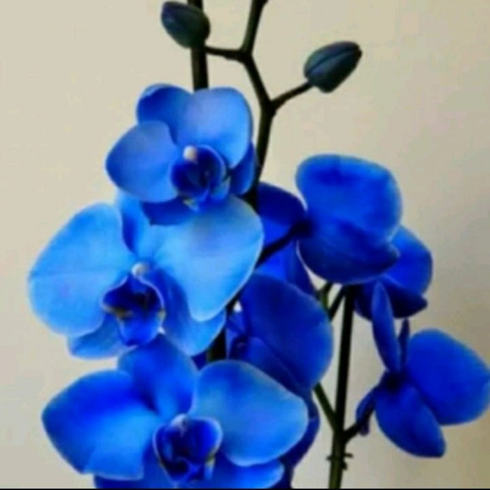 seedling anggrek dendrobium bunga biru Hp / Anggrek murah