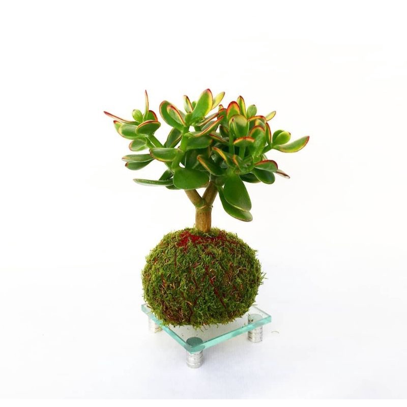 Kokedama Bonsai Jade Plant || ORIGINAL