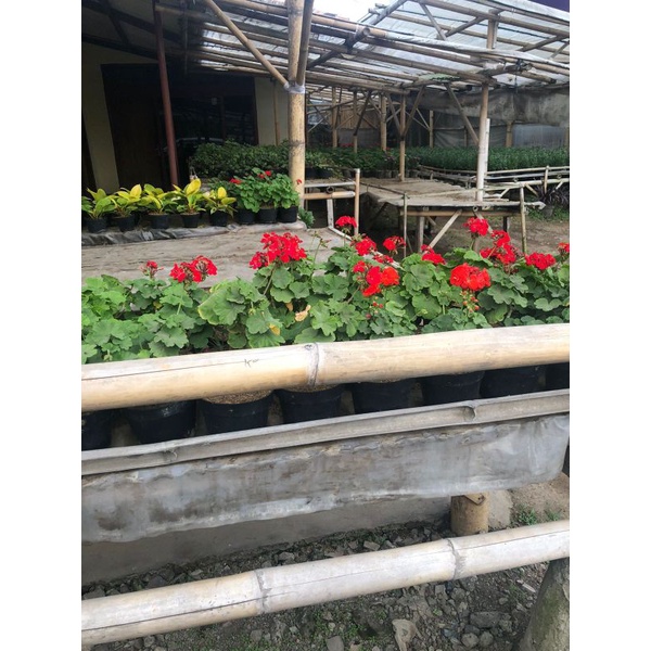 Bunga Geranium
