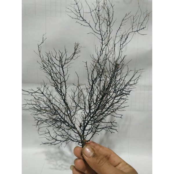 akar bahar mini rimbun tinggi 20 cm ke atas