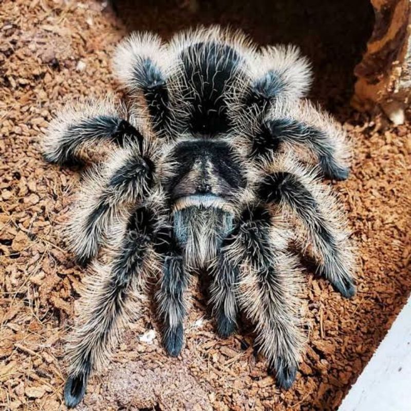 mainan sling tliltocatl albopilosum