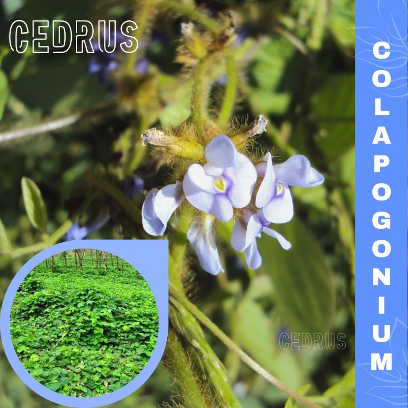 Calopogonium Caeruleum (isi-22) - Benih Biji Kacang CC