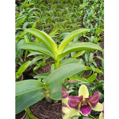 Anggrek Dendrobium Thongcai Trilips Dewasa - Anggrek Dendrobium Dewasa - Anggrek Dendrobium Koleksia