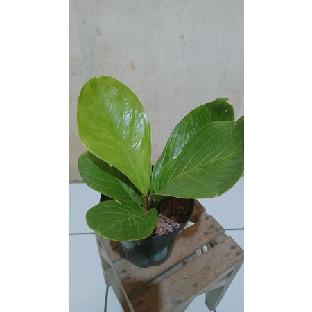 jemani mangkok 5 daun