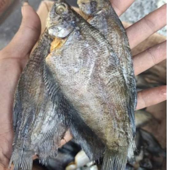 

✾ ikan asin sepat medan-500gram ➼