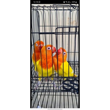 Lovebird Biola Lutino Mata Merah (MM) Paud