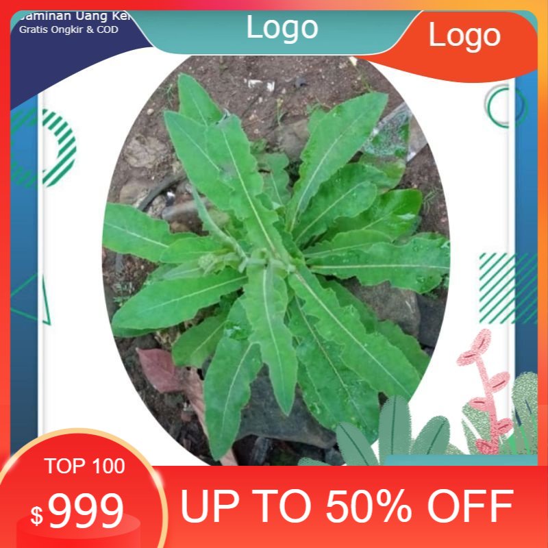 

Herbal Daun Tempuyung / daun tempurung / daun lempung / daun rayana