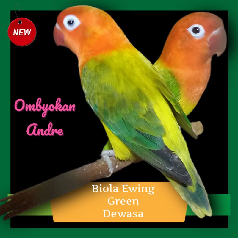 Lovebird Biola Ewing Green Paud
