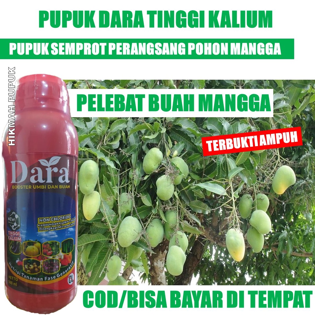 BOOSTER BUAH MANGGA PALING BAGUS DARA Pupuk Kalium Buah Mangga - Booster Buah dan Umbi Melebatkan Po