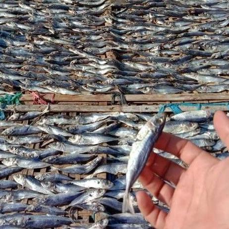 

>XG34448< Ikan asin Layang/klotok/peda istimewa