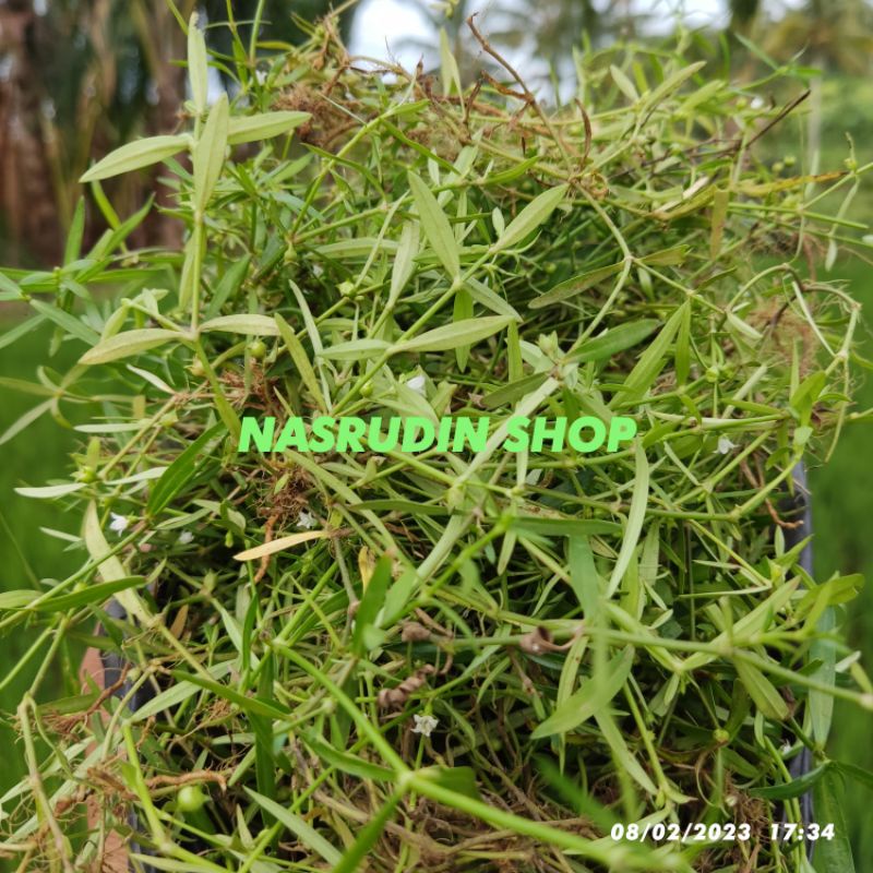 

DAUN RUMPUT MUTIARA SEGAR UTUH DENGAN AKAR | Oldenlandia corymbosa | BUNGA BERLIAN