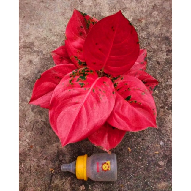 aglonema kochin agof - tanaman hias aglonema aglaonema kochin agof - aglonema merah - bunga aglonema