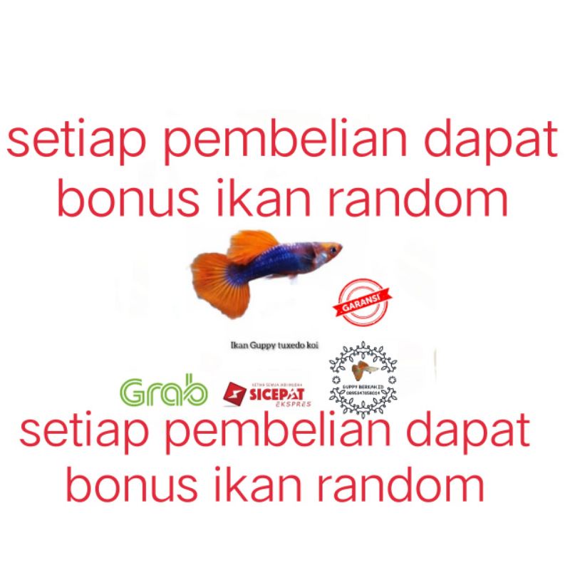 packing styrofoam ( ikan guppy tuxedo koi Grade A)