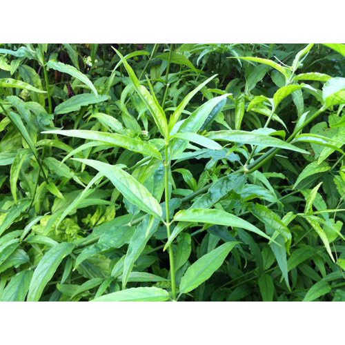

Ready DAUN BELALAI GAJAH 1kg FRESH OBAT HERBAL