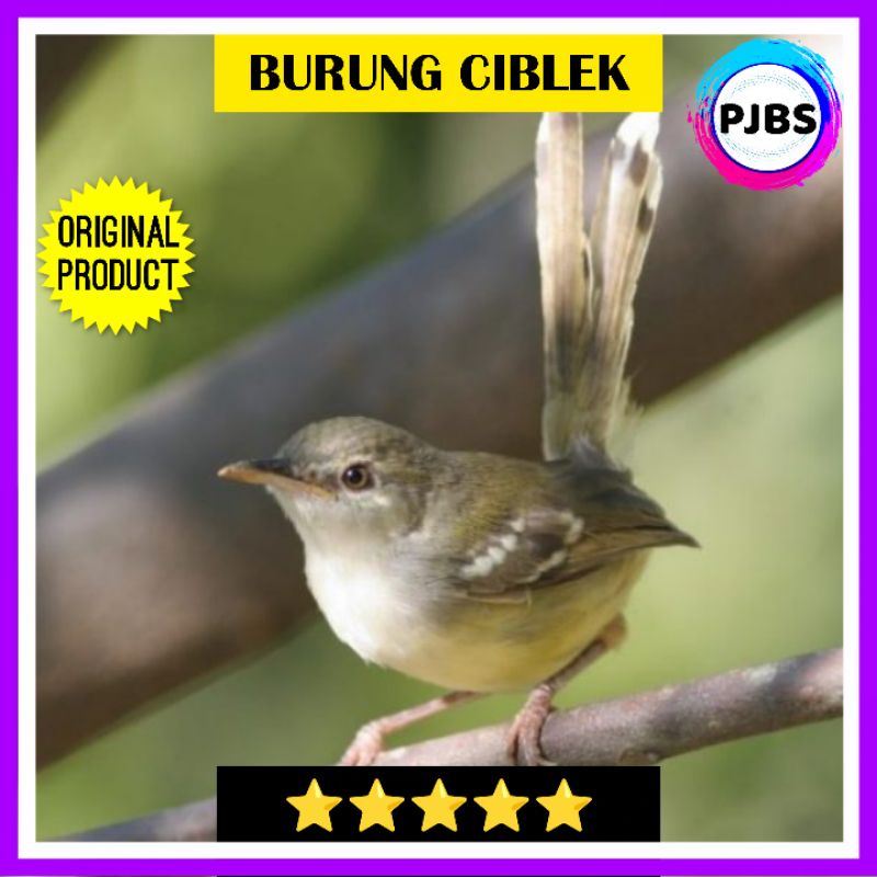 BURUNG CIBLEK BAHAN JANTAN bukan cigun prenjak