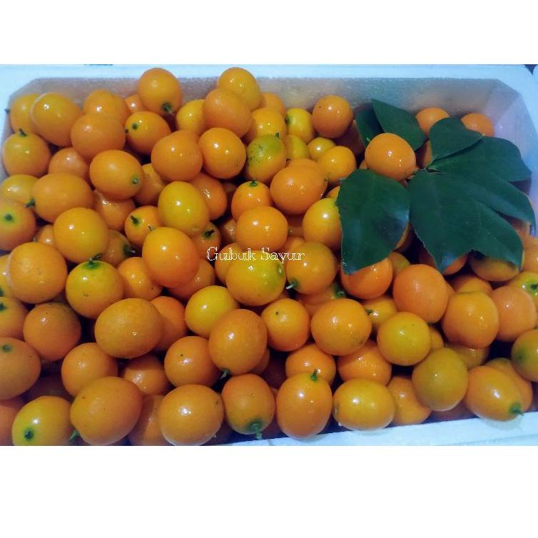 

Z94 Jeruk Kimkit Import Korea Pack HOT SALE GK34