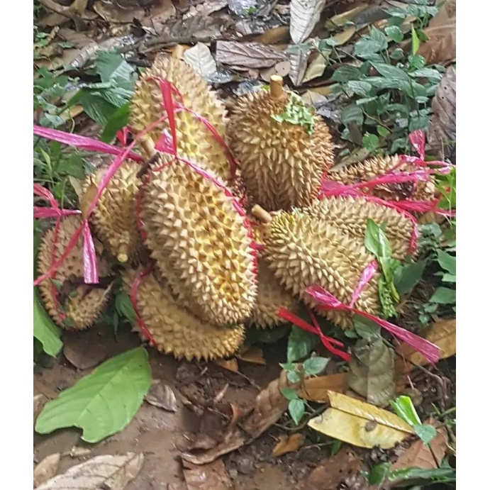 Bibit Durian Lay Batang Besar Ukuran 1 Meter Siap Berbuah