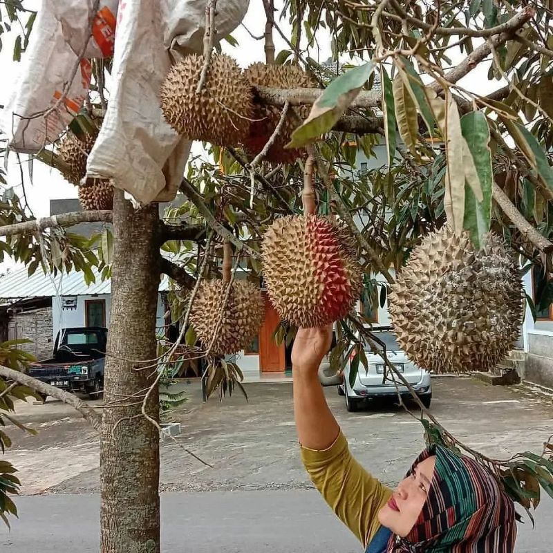 Bibit Durian Simas Batang Besar Ukuran 1 Meter Siap Berbuah